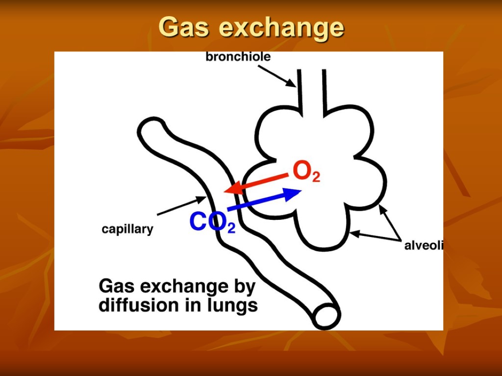 Gas exchange